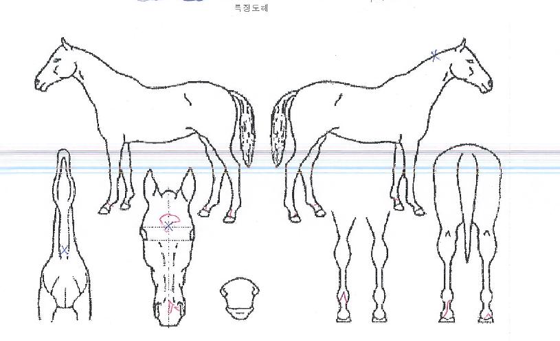 ¿ëºñÈ÷¾î·ÎÀÇ Ãø¸é,¿ì¸é,µÞ¸é,µÎ»ó,´Ù¸®ÀÇ Æ¯Â¡µµÇØ