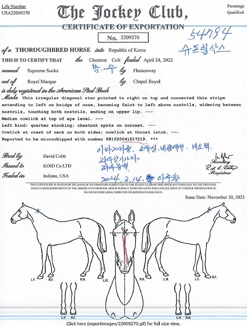 ½´ÇÁ¸²»è½ºÀÇ Ãø¸é,¿ì¸é,µÞ¸é,µÎ»ó,´Ù¸®ÀÇ Æ¯Â¡µµÇØ