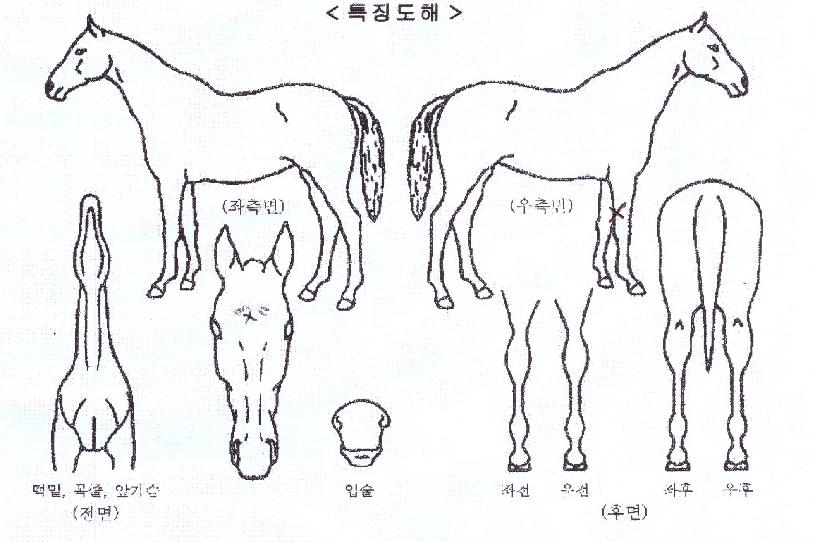 ������� ����,���,�޸�,�λ�,�ٸ��� Ư¡����