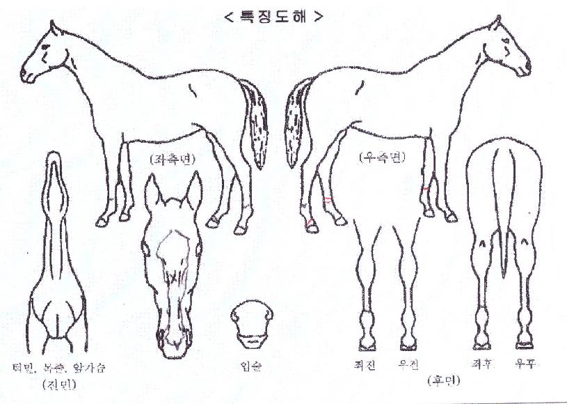 ¹éÅõ´õ±Û·Î¸®ÀÇ Ãø¸é,¿ì¸é,µÞ¸é,µÎ»ó,´Ù¸®ÀÇ Æ¯Â¡µµÇØ