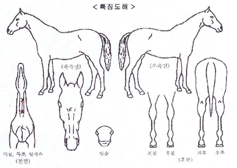 ÆÇŸ½ºÆ½À̱ÛÀÇ Ãø¸é,¿ì¸é,µÞ¸é,µÎ»ó,´Ù¸®ÀÇ Æ¯Â¡µµÇØ