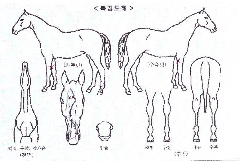 ÇöóÀ×Ä«Å÷ÀÇ Ãø¸é,¿ì¸é,µÞ¸é,µÎ»ó,´Ù¸®ÀÇ Æ¯Â¡µµÇØ