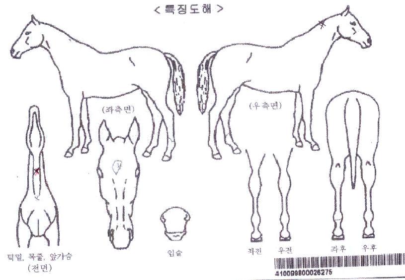 ³«¾ÈÃß¾ïÀÇ Ãø¸é,¿ì¸é,µÞ¸é,µÎ»ó,´Ù¸®ÀÇ Æ¯Â¡µµÇØ