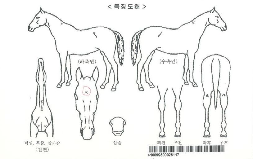 ����Ʈä���� ����,���,�޸�,�λ�,�ٸ��� Ư¡����