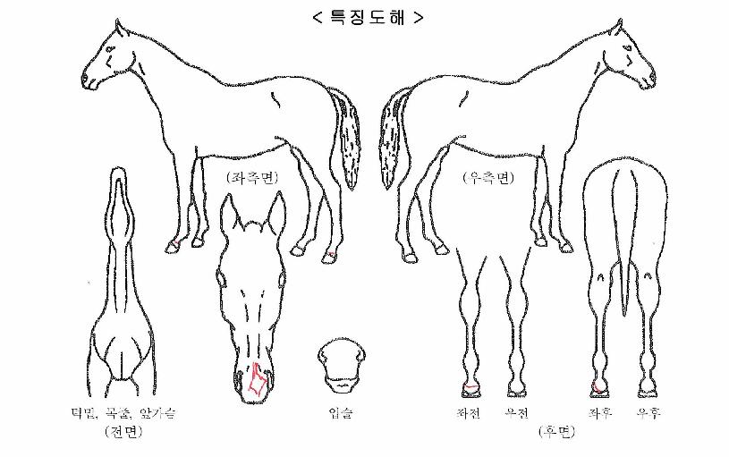 ���Ͼ��ڸ��� ����,���,�޸�,�λ�,�ٸ��� Ư¡����