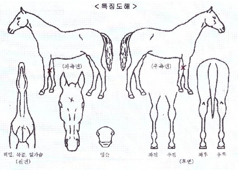 ��������Ʈ�� ����,���,�޸�,�λ�,�ٸ��� Ư¡����