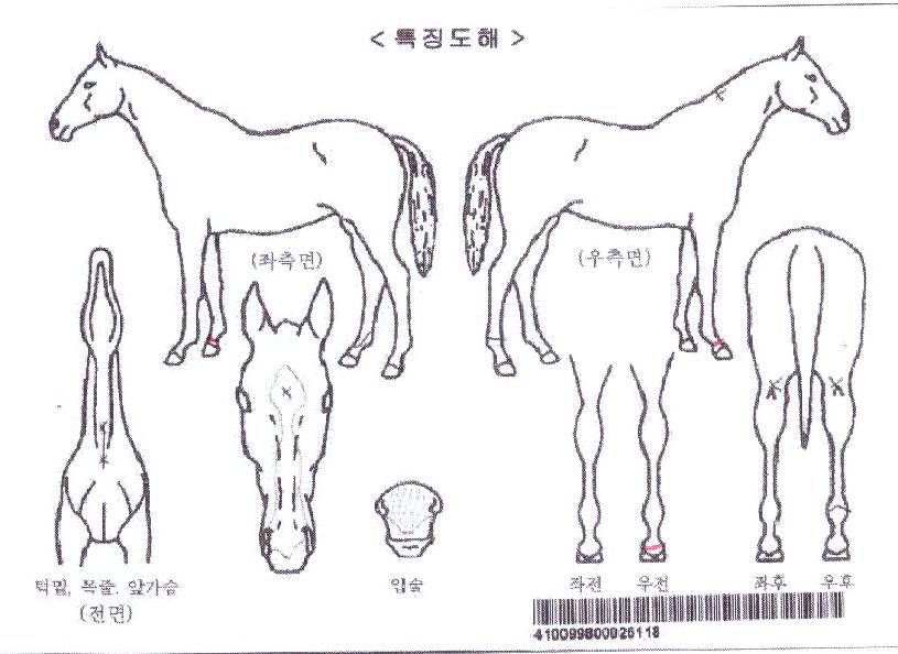 ¸ÅÁ÷ºí·çÀÇ Ãø¸é,¿ì¸é,µÞ¸é,µÎ»ó,´Ù¸®ÀÇ Æ¯Â¡µµÇØ