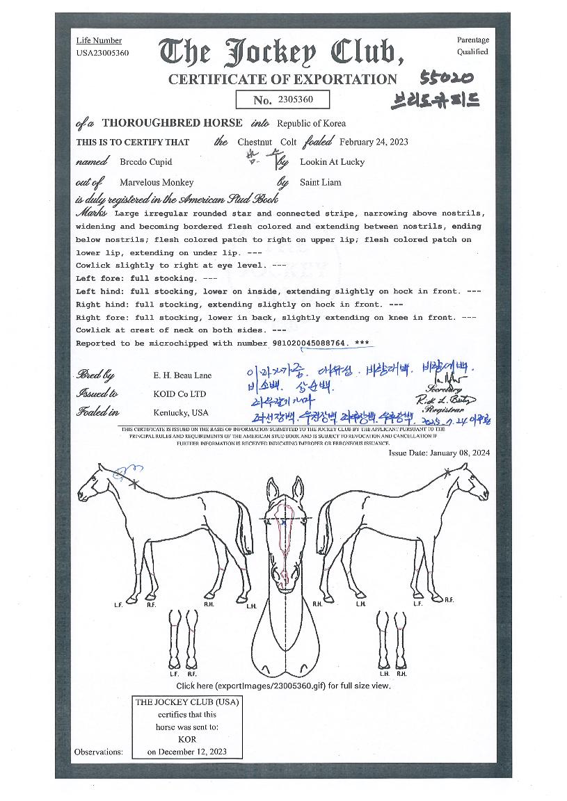 ºê¸®µµÅ¥ÇǵåÀÇ Ãø¸é,¿ì¸é,µÞ¸é,µÎ»ó,´Ù¸®ÀÇ Æ¯Â¡µµÇØ