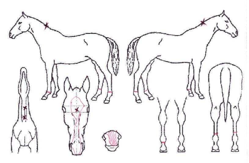 �긮�������� ����,���,�޸�,�λ�,�ٸ��� Ư¡����