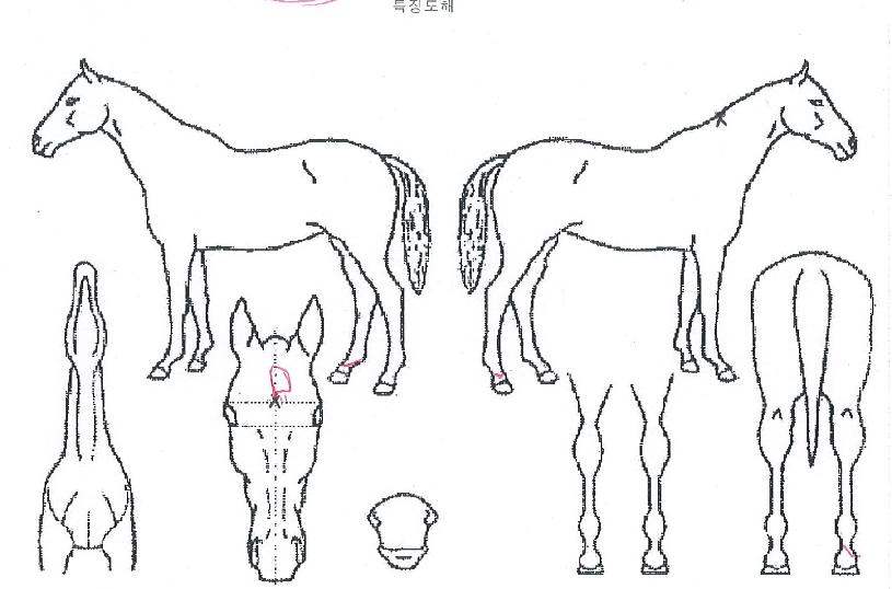 ºê¸®µµÇǴнºÀÇ Ãø¸é,¿ì¸é,µÞ¸é,µÎ»ó,´Ù¸®ÀÇ Æ¯Â¡µµÇØ