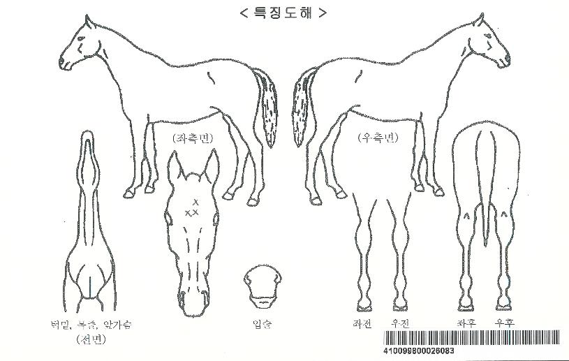 ���̿����ڸ��� ����,���,�޸�,�λ�,�ٸ��� Ư¡����