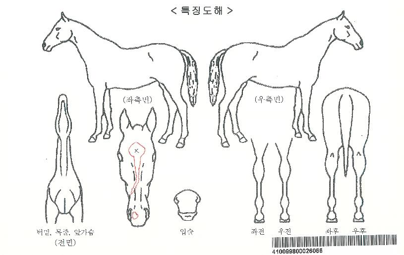 ¼Ò´Ðºí·¹ÀÌÁîÀÇ Ãø¸é,¿ì¸é,µÞ¸é,µÎ»ó,´Ù¸®ÀÇ Æ¯Â¡µµÇØ