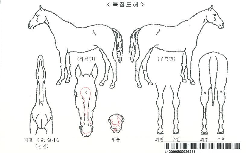 ¿À¾Æ½Ã½ºÈñ¸ÁÀÇ Ãø¸é,¿ì¸é,µÞ¸é,µÎ»ó,´Ù¸®ÀÇ Æ¯Â¡µµÇØ