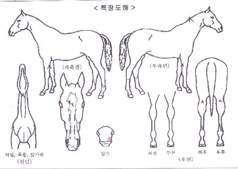 ŸÀ̰źí·çÀÇ Ãø¸é,¿ì¸é,µÞ¸é,µÎ»ó,´Ù¸®ÀÇ Æ¯Â¡µµÇØ