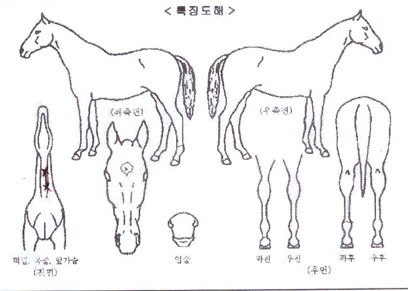 ¼ÛÁ¤Åõµ¥ÀÌÀÇ Ãø¸é,¿ì¸é,µÞ¸é,µÎ»ó,´Ù¸®ÀÇ Æ¯Â¡µµÇØ