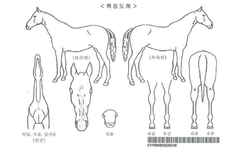 Ç÷¹ÀÓÀÇ Ãø¸é,¿ì¸é,µÞ¸é,µÎ»ó,´Ù¸®ÀÇ Æ¯Â¡µµÇØ