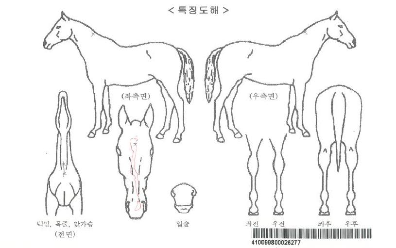 ºí·ç±×¶ó½º¾ÆÅ¸Æ©ÀÚ¸¶ÀÇ Ãø¸é,¿ì¸é,µÞ¸é,µÎ»ó,´Ù¸®ÀÇ Æ¯Â¡µµÇØ