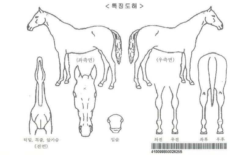 ¶óÀ̺ê¿Á½º·¹°Å½ÃÀÚ¸¶ÀÇ Ãø¸é,¿ì¸é,µÞ¸é,µÎ»ó,´Ù¸®ÀÇ Æ¯Â¡µµÇØ