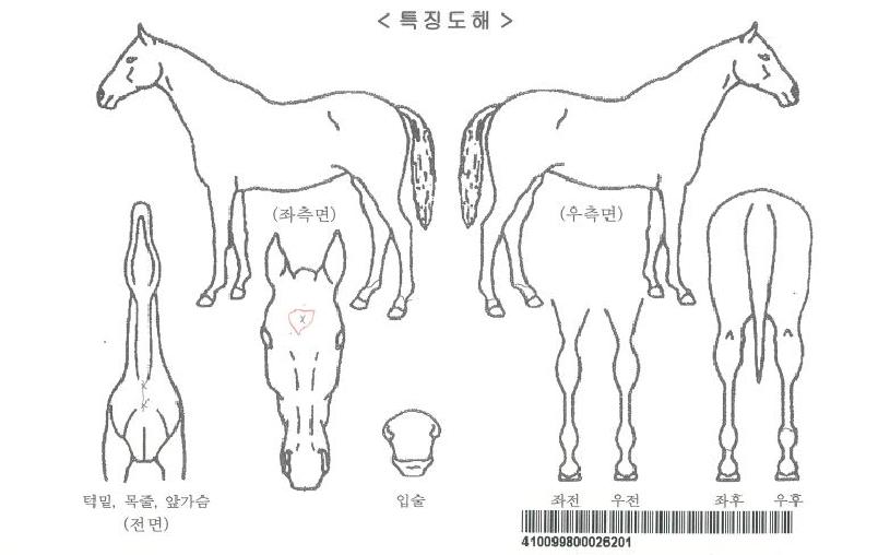 ³ë³×ÀÓ½ºÆ®¸´ÀÚ¸¶ÀÇ Ãø¸é,¿ì¸é,µÞ¸é,µÎ»ó,´Ù¸®ÀÇ Æ¯Â¡µµÇØ