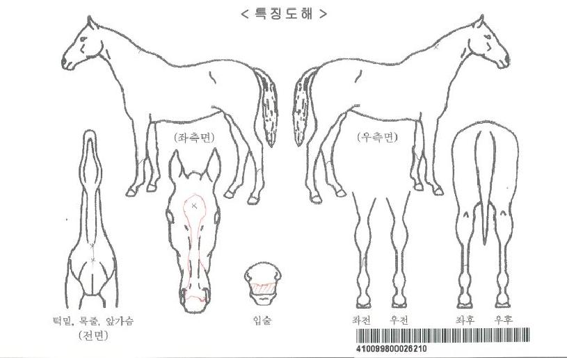 ½ºÀ§Æ®¾Ø¼ÖƼŰ½ºÀÚ¸¶ÀÇ Ãø¸é,¿ì¸é,µÞ¸é,µÎ»ó,´Ù¸®ÀÇ Æ¯Â¡µµÇØ