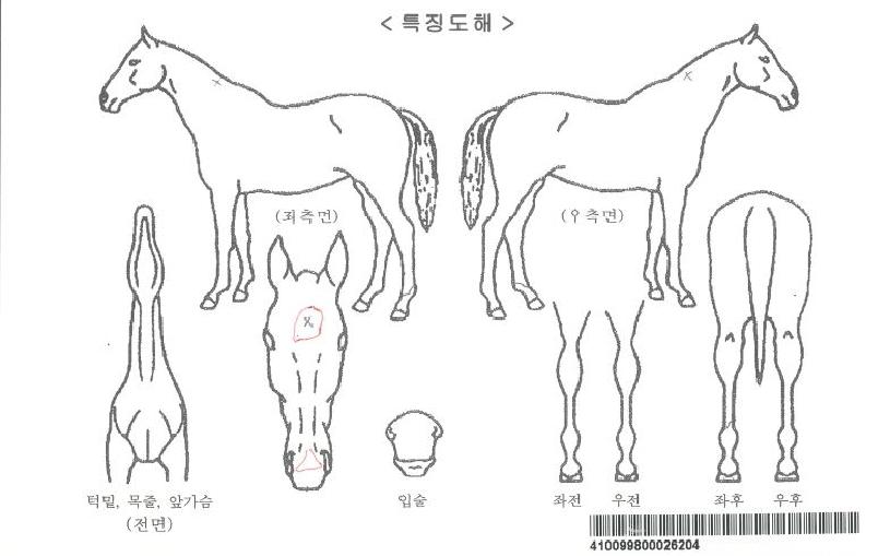 ÄÉÀÌ·£Áî·ÎÁîÀÚ¸¶ÀÇ Ãø¸é,¿ì¸é,µÞ¸é,µÎ»ó,´Ù¸®ÀÇ Æ¯Â¡µµÇØ