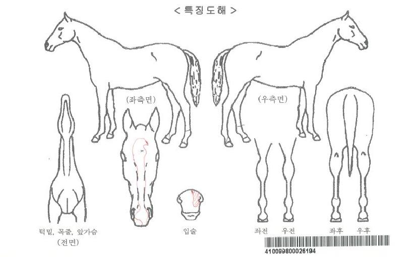 �ݼ�ȭ�ڸ��� ����,���,�޸�,�λ�,�ٸ��� Ư¡����