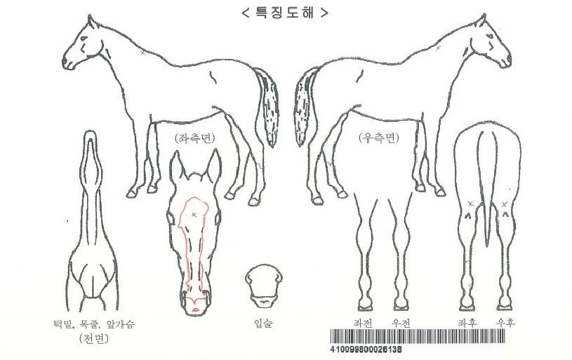 ¾Ö´Ï¾Øµåij·Ñ¶óÀÎÀÚ¸¶ÀÇ Ãø¸é,¿ì¸é,µÞ¸é,µÎ»ó,´Ù¸®ÀÇ Æ¯Â¡µµÇØ