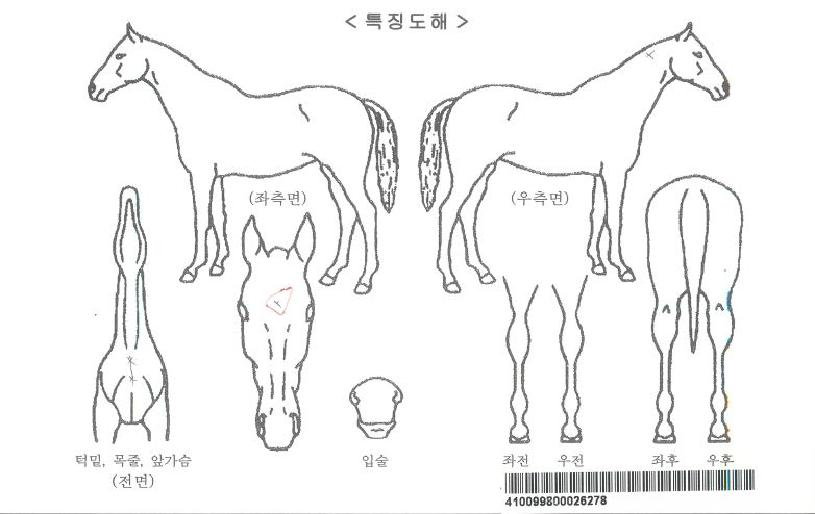 �����Ҹ��� ����,���,�޸�,�λ�,�ٸ��� Ư¡����