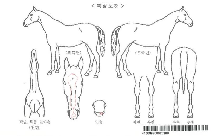 û´ãÆ÷¸®½ºÆ®ÀÚ¸¶ÀÇ Ãø¸é,¿ì¸é,µÞ¸é,µÎ»ó,´Ù¸®ÀÇ Æ¯Â¡µµÇØ