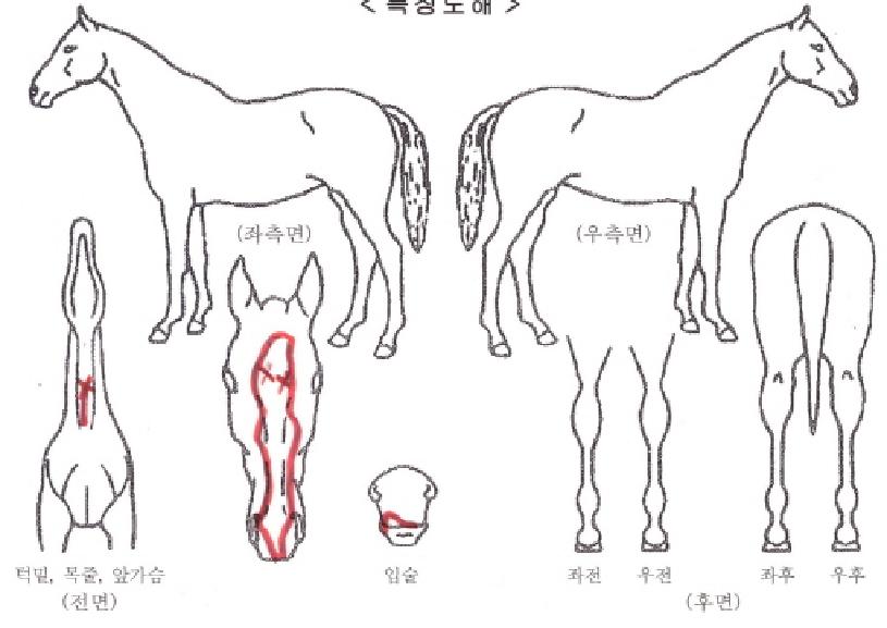 �����ǹٴ��ڸ��� ����,���,�޸�,�λ�,�ٸ��� Ư¡����