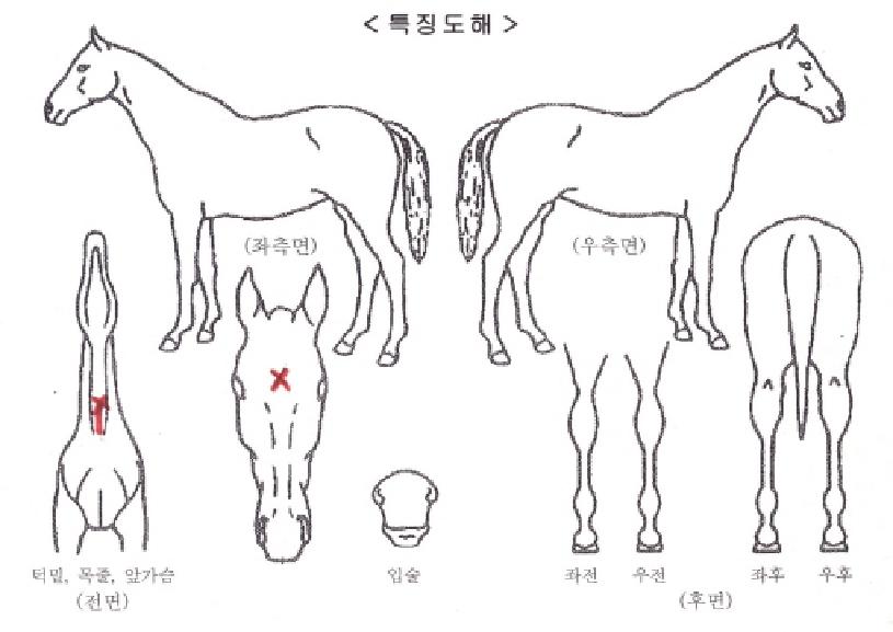 ´í¡»ø¸®ÀÚ¸¶ÀÇ Ãø¸é,¿ì¸é,µÞ¸é,µÎ»ó,´Ù¸®ÀÇ Æ¯Â¡µµÇØ