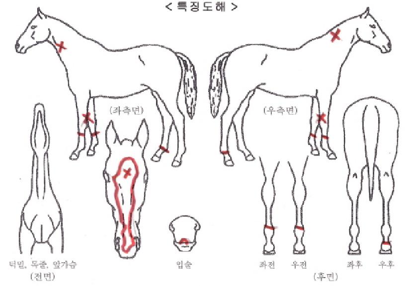 ���̼����ڸ��� ����,���,�޸�,�λ�,�ٸ��� Ư¡����