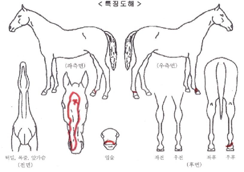 ���ẼƮ�� ����,���,�޸�,�λ�,�ٸ��� Ư¡����