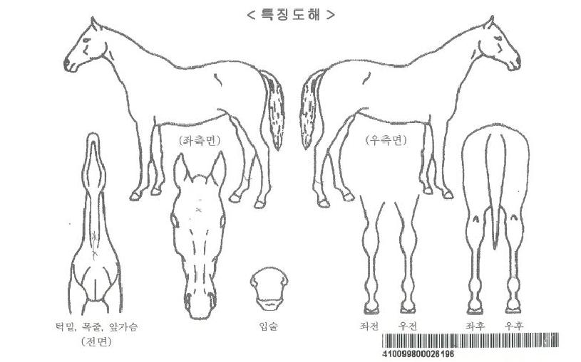 ·¹ÀÌÿÀÚ¸¶ÀÇ Ãø¸é,¿ì¸é,µÞ¸é,µÎ»ó,´Ù¸®ÀÇ Æ¯Â¡µµÇØ