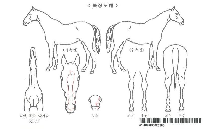 ȲÈĸ¶¸¶ÀÚ¸¶ÀÇ Ãø¸é,¿ì¸é,µÞ¸é,µÎ»ó,´Ù¸®ÀÇ Æ¯Â¡µµÇØ