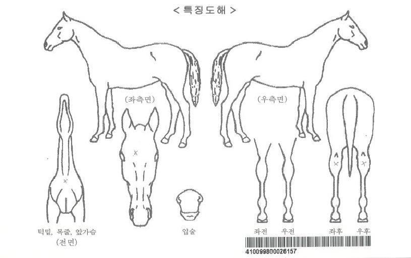 Ç÷¡Å͹ÌÀéÀÚÀÚ¸¶ÀÇ Ãø¸é,¿ì¸é,µÞ¸é,µÎ»ó,´Ù¸®ÀÇ Æ¯Â¡µµÇØ