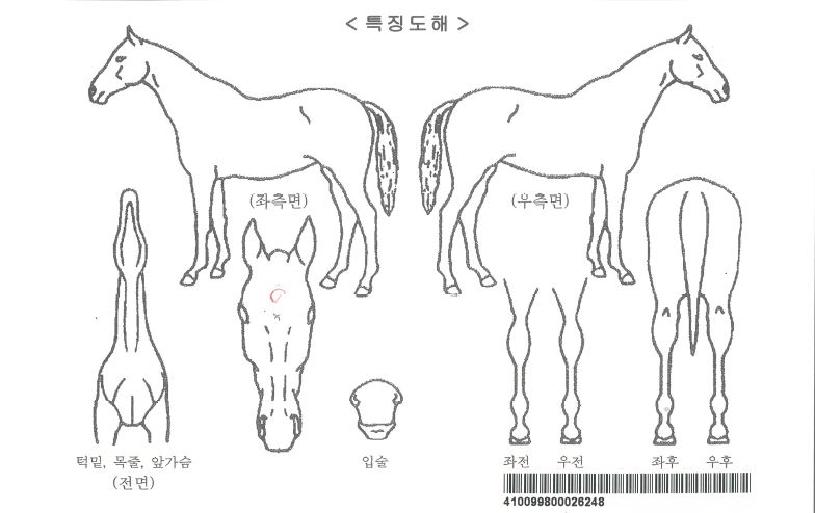 ½Ç¹ö¿ïÇÁÀÚ¸¶ÀÇ Ãø¸é,¿ì¸é,µÞ¸é,µÎ»ó,´Ù¸®ÀÇ Æ¯Â¡µµÇØ