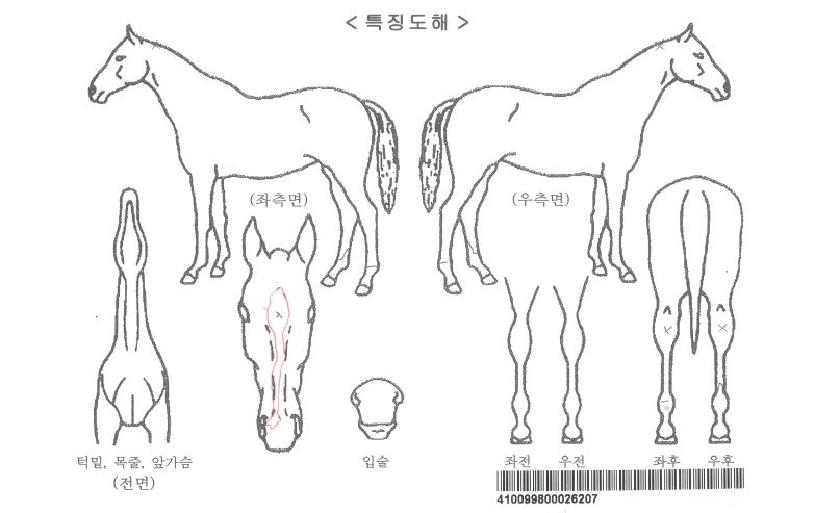 ¹ðÅ©¿¤¸®ÀÚ¸¶ÀÇ Ãø¸é,¿ì¸é,µÞ¸é,µÎ»ó,´Ù¸®ÀÇ Æ¯Â¡µµÇØ