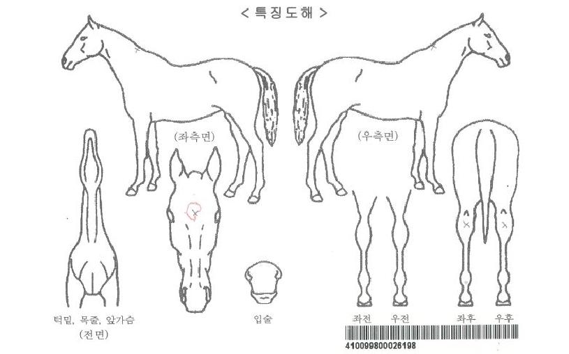 »çÀÏ·±Æ®Æ÷¿¡Æ®¸®ÀÚ¸¶ÀÇ Ãø¸é,¿ì¸é,µÞ¸é,µÎ»ó,´Ù¸®ÀÇ Æ¯Â¡µµÇØ