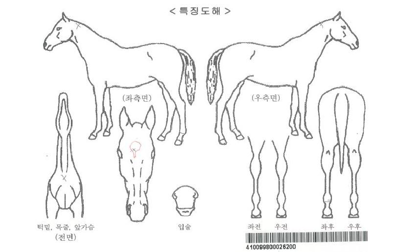 �����󸮽�Ʈ�ڸ��� ����,���,�޸�,�λ�,�ٸ��� Ư¡����