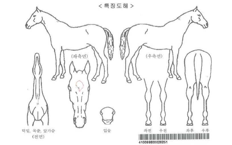 �ݾǿ����ڸ��� ����,���,�޸�,�λ�,�ٸ��� Ư¡����