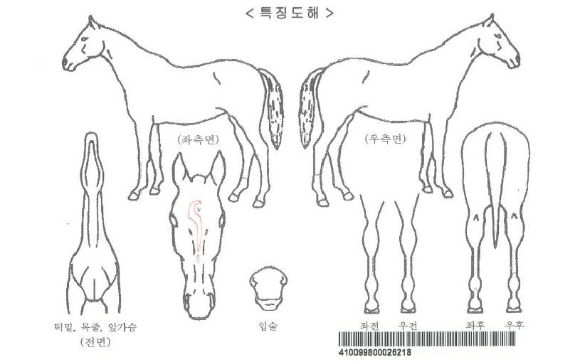 ¶ó¿Â¼¼·¹³ªÀÚ¸¶ÀÇ Ãø¸é,¿ì¸é,µÞ¸é,µÎ»ó,´Ù¸®ÀÇ Æ¯Â¡µµÇØ