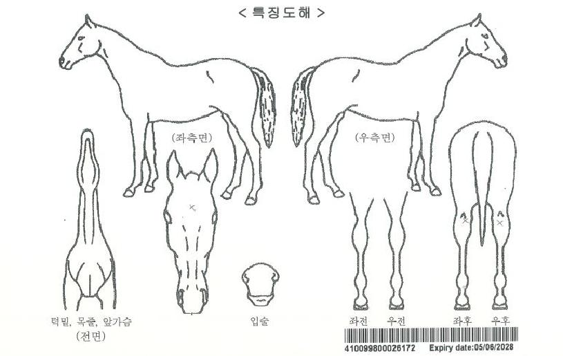 ±»¼¾´ë·ÎÀÚ¸¶ÀÇ Ãø¸é,¿ì¸é,µÞ¸é,µÎ»ó,´Ù¸®ÀÇ Æ¯Â¡µµÇØ