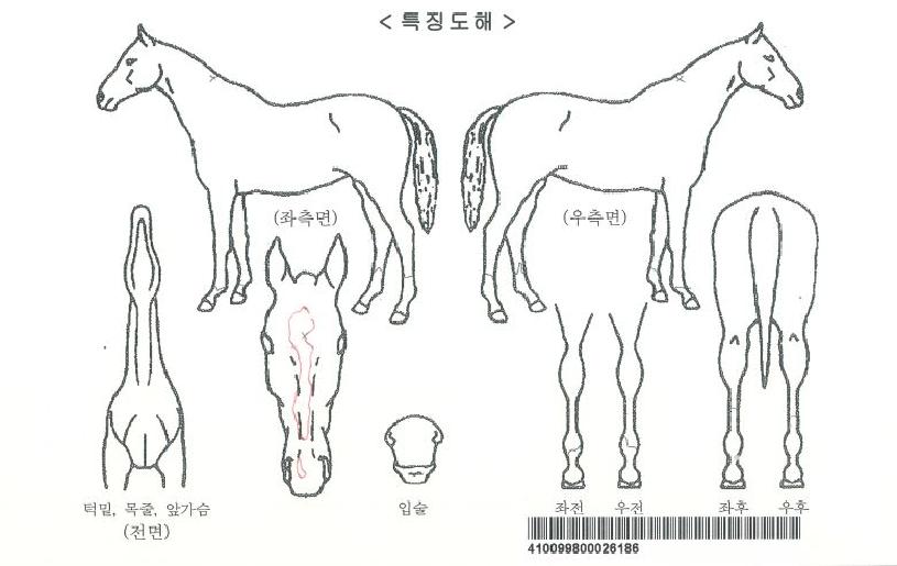ÇØ¶û·çºñÀÇ Ãø¸é,¿ì¸é,µÞ¸é,µÎ»ó,´Ù¸®ÀÇ Æ¯Â¡µµÇØ