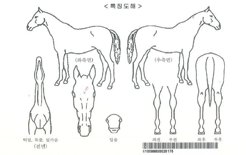 ¸¶ÀÌÄýÀÚ¸¶ÀÇ Ãø¸é,¿ì¸é,µÞ¸é,µÎ»ó,´Ù¸®ÀÇ Æ¯Â¡µµÇØ