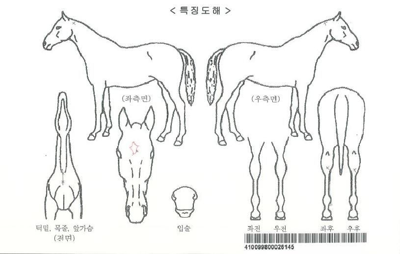 ��մ���ڸ��� ����,���,�޸�,�λ�,�ٸ��� Ư¡����