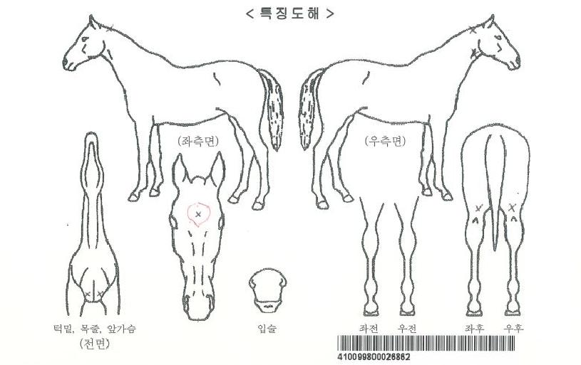 ¼±¼Â¸á·ÎµðÀÚ¸¶ÀÇ Ãø¸é,¿ì¸é,µÞ¸é,µÎ»ó,´Ù¸®ÀÇ Æ¯Â¡µµÇØ