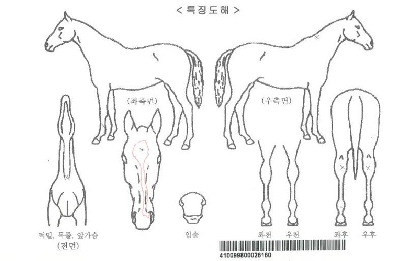 ¹öÆ®·£´ÙÀÚ¸¶ÀÇ Ãø¸é,¿ì¸é,µÞ¸é,µÎ»ó,´Ù¸®ÀÇ Æ¯Â¡µµÇØ