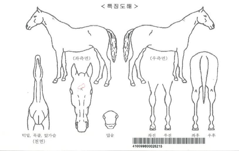 �󵥾��ڸ��� ����,���,�޸�,�λ�,�ٸ��� Ư¡����