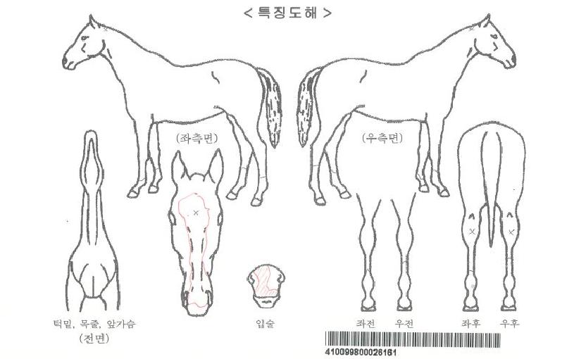 ��帱�ڸ��� ����,���,�޸�,�λ�,�ٸ��� Ư¡����